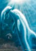 Dolphin's Brain Connection