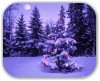 Вечно Зеленые Деревья - Символ Рождественской ЕЛИ… (XMAS TREE in NATURE...) XMAS TREE in NATURE...