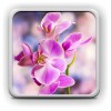 ORCHID OF LOVE