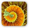Метафизика Сознания в Триумфе Духа ( METAPHYSICS OF CONSCIOUSNESS IN SPIRIT TRIUMPH ) (Golden Ratio in Nature) Golden Ratio in Nature