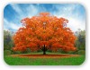 Осеннее РАВНОДЕНСТВИЕ СВЕТИЛ!!! ПоздРавление с Наступлением Золотой Осени!!! (Golden Maple Tree, Glossop, UK) Golden Maple Tree, …