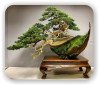 BONSAI ECO-STYLE in …