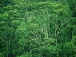 Biodiversity